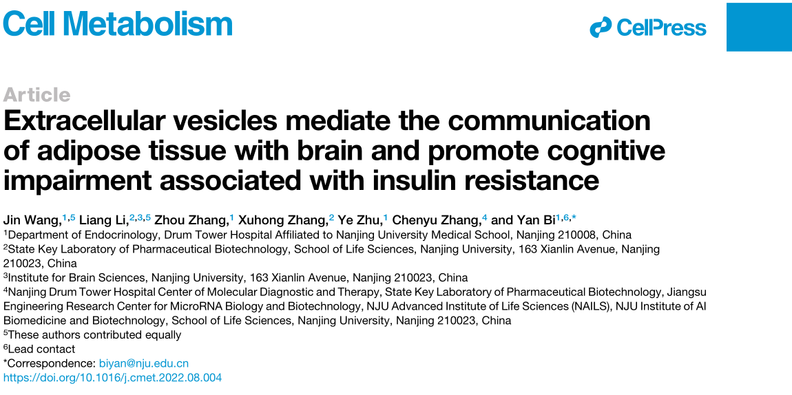 Cell Metabolism：南京鼓楼医院内分泌科发现脂肪-大脑间通讯新机制，揭示糖尿病认知功能障碍治疗新靶点