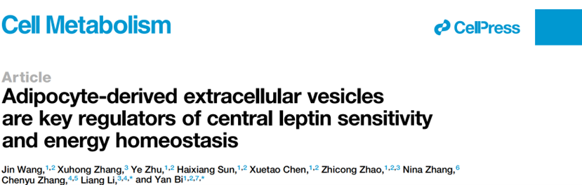 Cell Metabolism│毕艳团队发现中枢瘦素抵抗的始动成因机制，开辟肥胖治疗全新路径